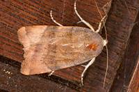 Noctua janthe/janthina