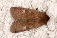 Xestia xanthographa