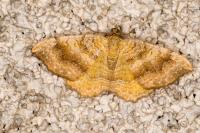 Camptogramma bilineata