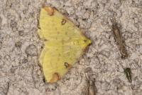 Opisthograptis luteolata