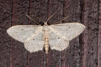Idaea seriata