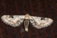 Eupithecia centaureata