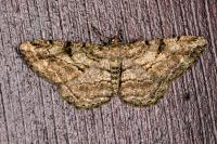 Peribatodes rhomboidaria