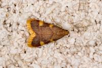 Hypsopygia costalis