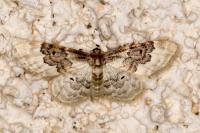 Idaea rusticata
