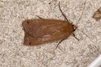 Noctua pronuba