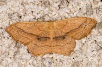Scopula imitaria