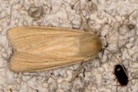 Mythimna pallens