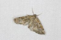 Cleorodes lichenaria