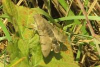 Macroglossum stellatarum