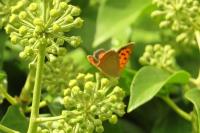 Lycaena phlaeas