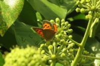 Lycaena phlaeas