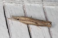 Agriphila geniculea