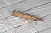 Agriphila inquinatella