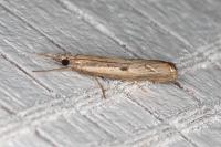 Agriphila inquinatella