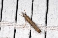 Agriphila inquinatella