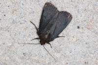 Amphipyra livida