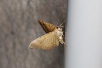 Camptogramma bilineata
