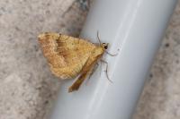Camptogramma bilineata