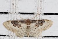 Idaea rusticata