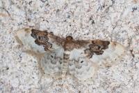 Idaea rusticata