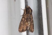 Mniotype solieri
