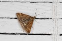Pyrausta despicata