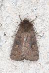 Xestia xanthographa