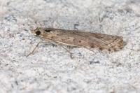 Nomophila noctuella