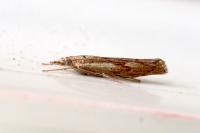Agriphila geniculea