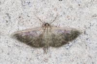 Patania ruralis