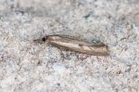 Agriphila geniculea