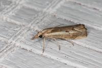 Agriphila geniculea