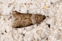 Acrobasis consociella
