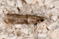 Acrobasis consociella