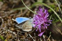 Lysandra bellargus