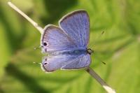 Lampides boeticus