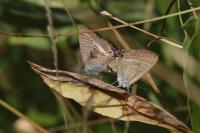 Lampides boeticus