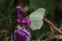 Gonepteryx rhamni