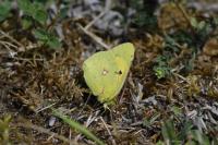 Colias crocea