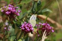 Pieris rapae