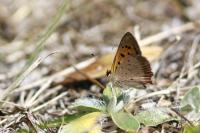 Lycaena phlaeas