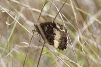 Brintesia circe