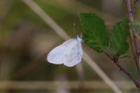 Leptidea sinapis