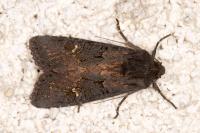 Aporophyla nigra