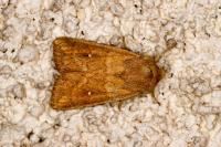 Mythimna albipuncta