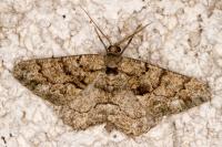 Peribatodes rhomboidaria