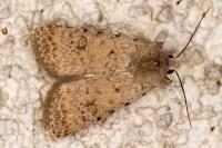 Caradrina clavipalpis