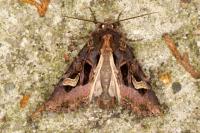 Trigonophora flammea