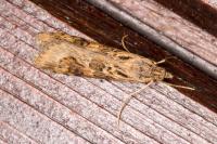 Nomophila noctuella